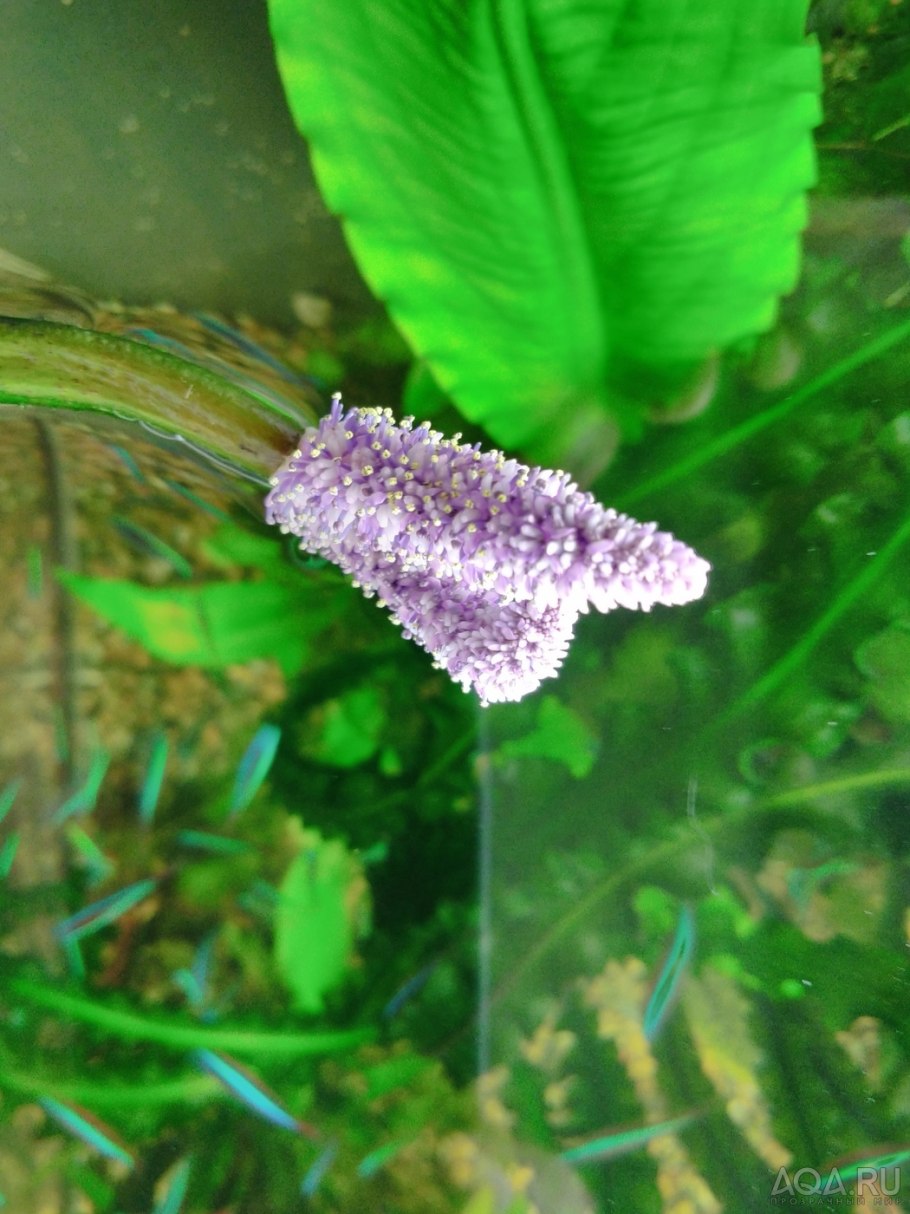 Апоногетон Квинслендский