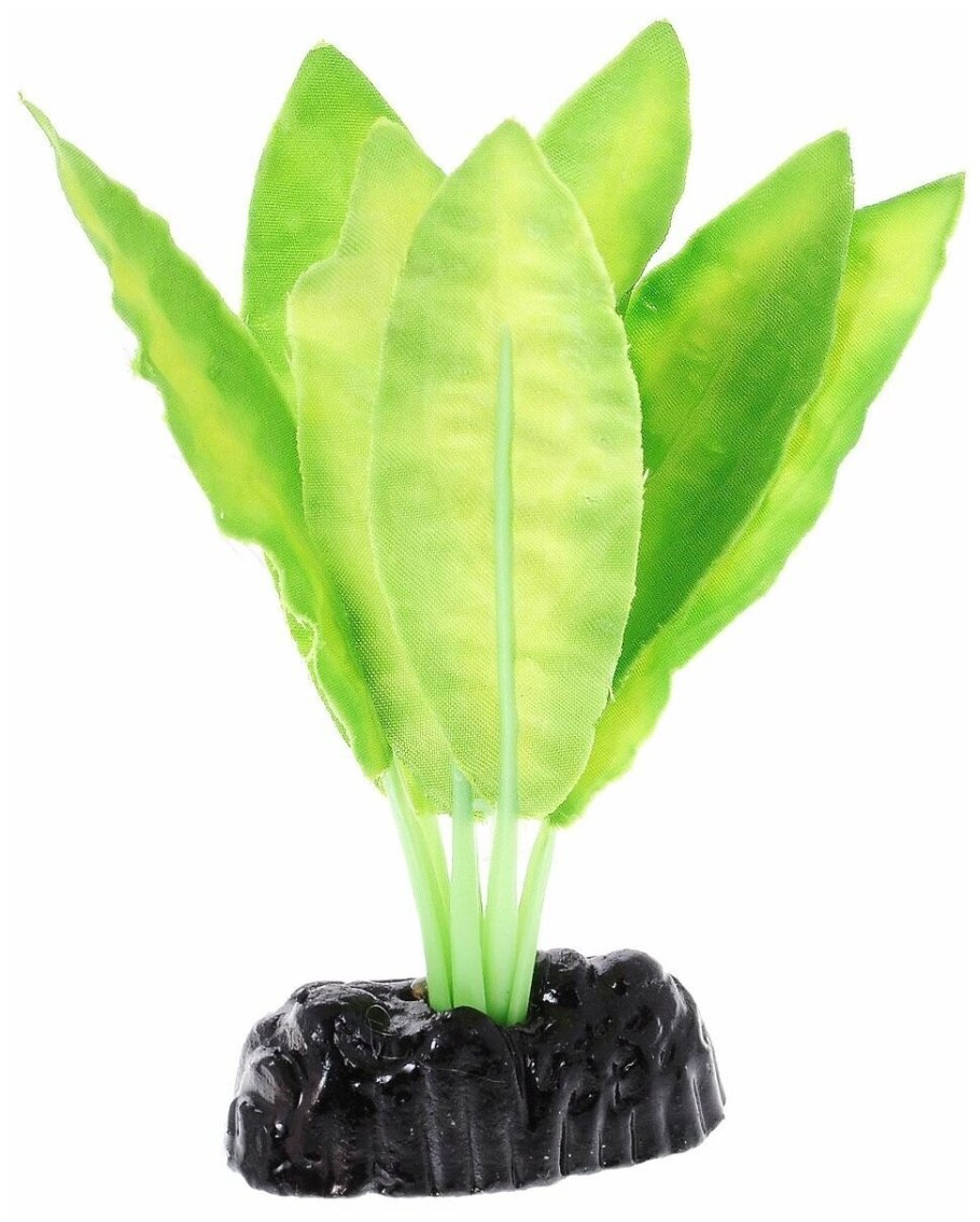 Апанагетон Магаданский