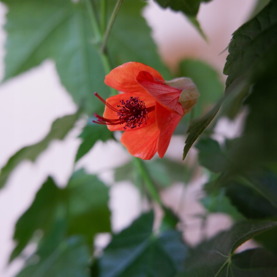 Абутилон оранж