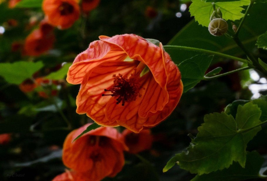 Абутилон кленовый