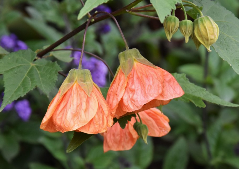 Абутилон комнатный клен