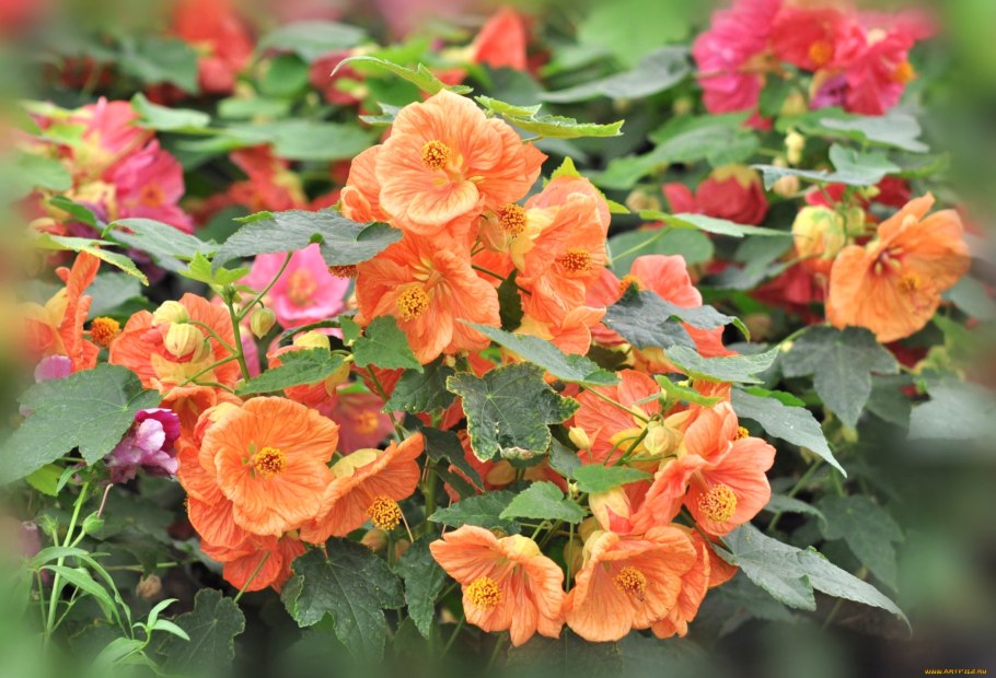 Абутилон Тропиканка