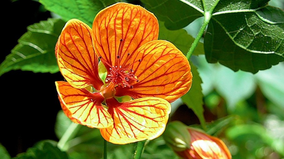 Абутилон Kirsche Orange