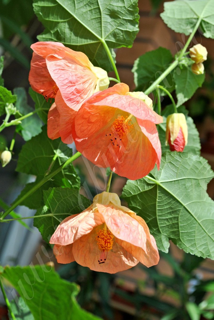 Цветок абутилон комнатный клен