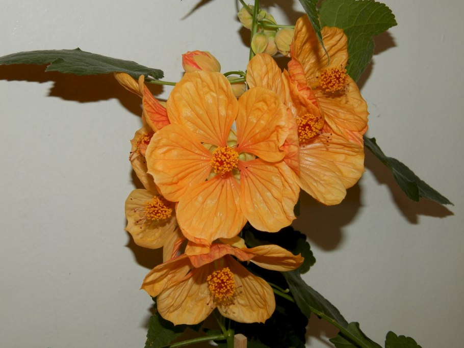 Абутилон гибридный Джульетта