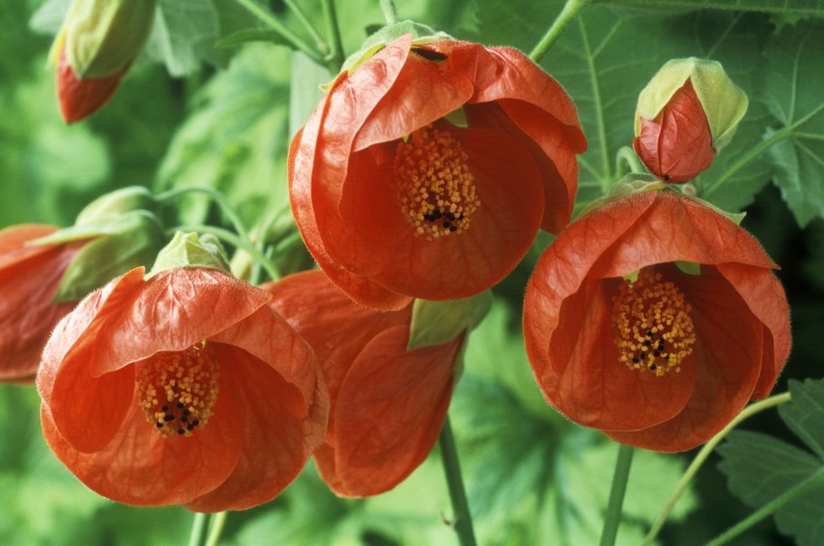 Абутилон и гибискус