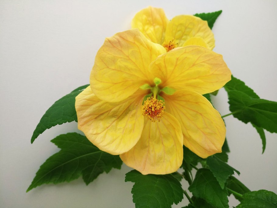 Абутилон красный