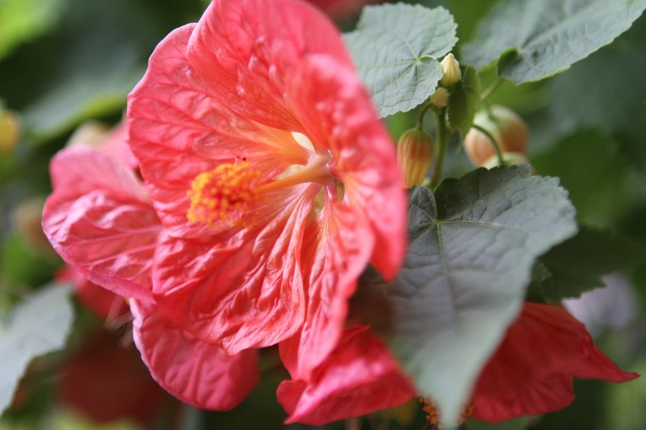 Абутилон канатник