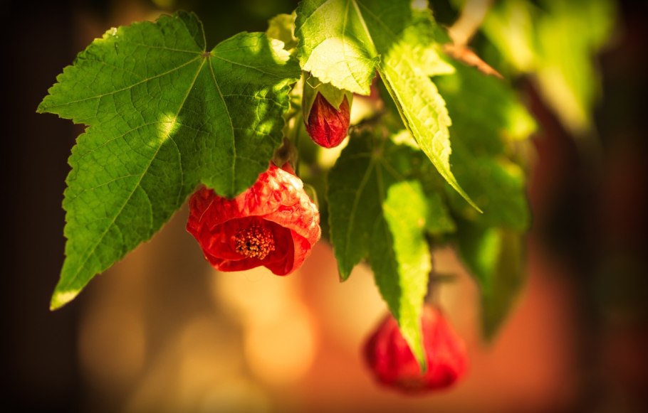 Абутилон комнатный клен