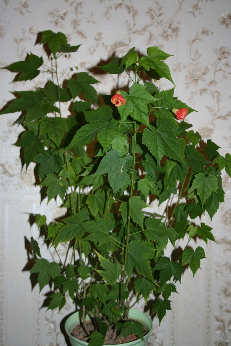 Абутилон комнатный клен