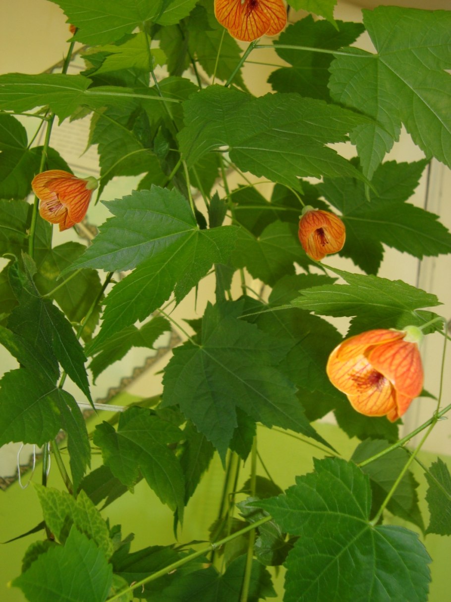 Абутилон комнатный клен