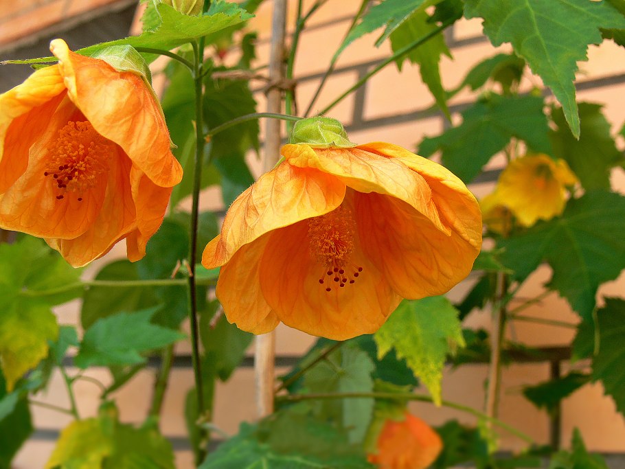 Абутилон Дарвина (Abutilon darwinii)