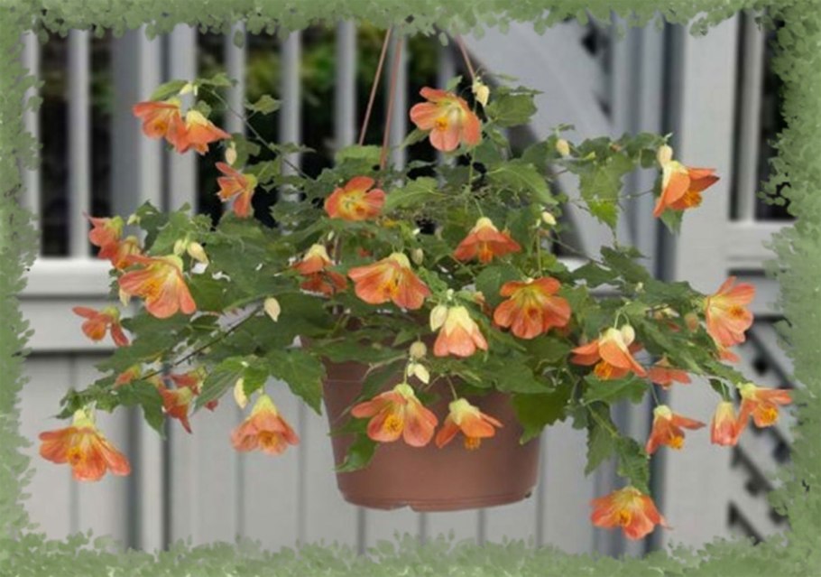 Абутилон кленовый