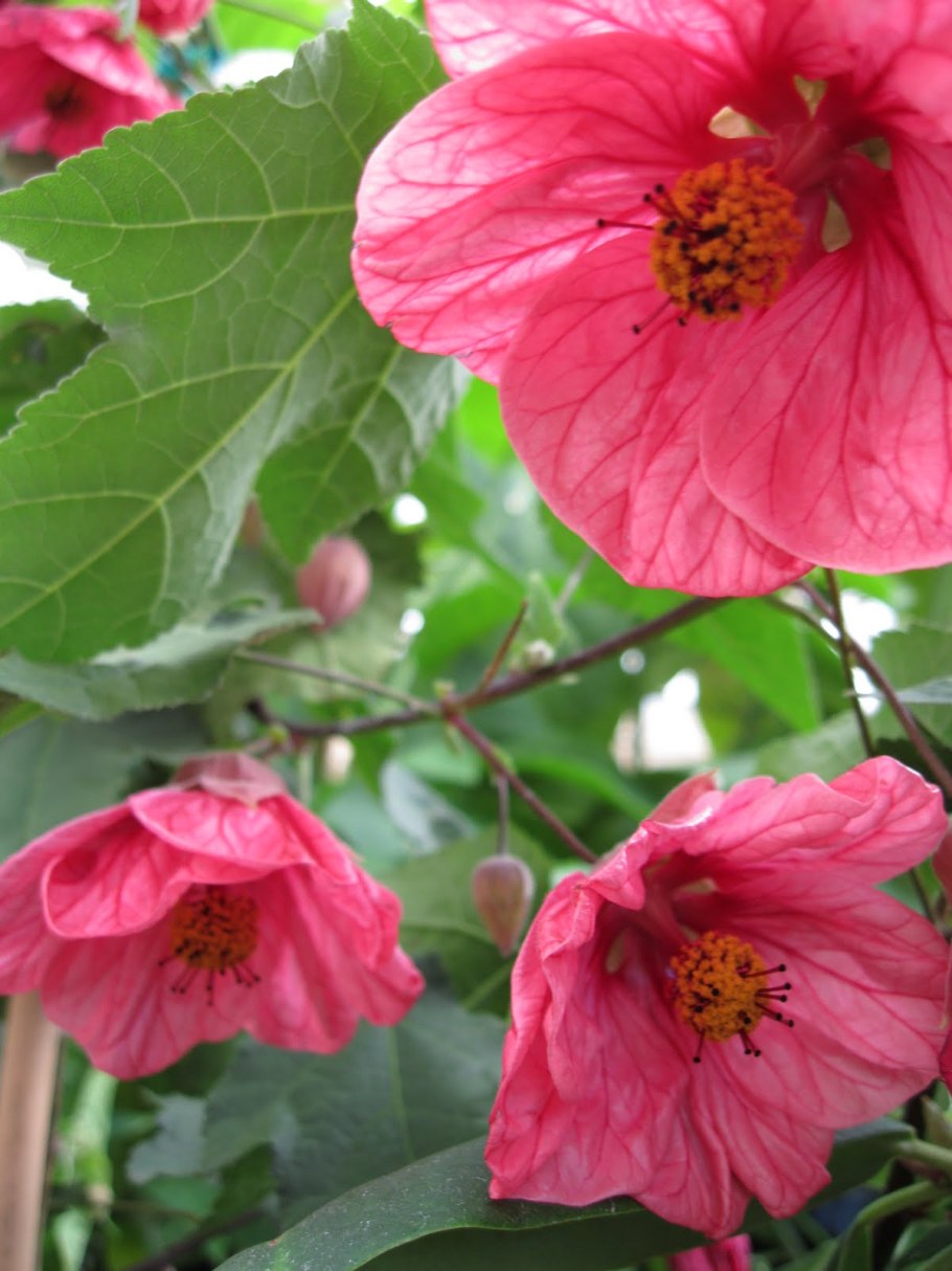 Абутилон Melancholy