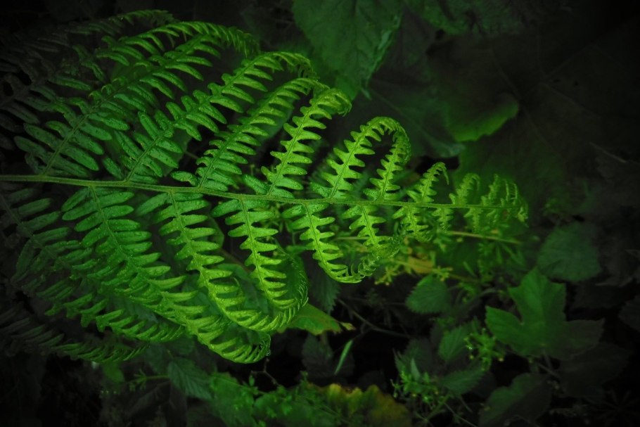 Dryopteris filix-mas(l.) Schott