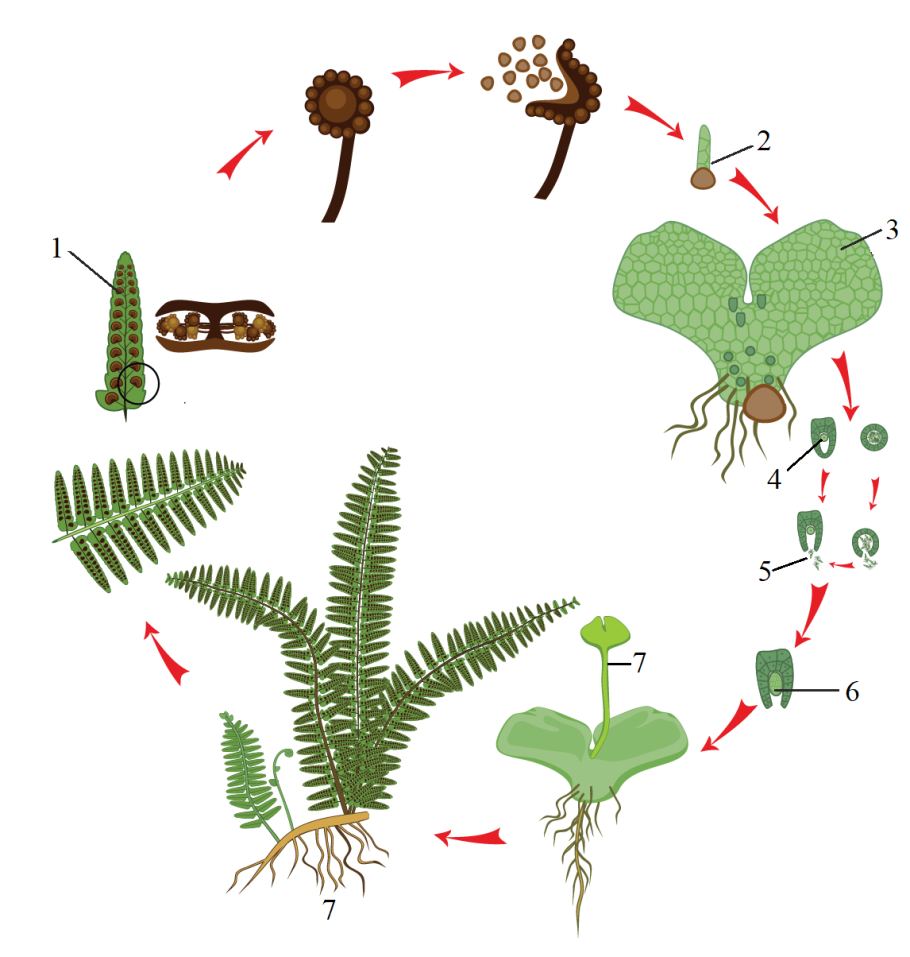 Размножение папоротникообразных схема