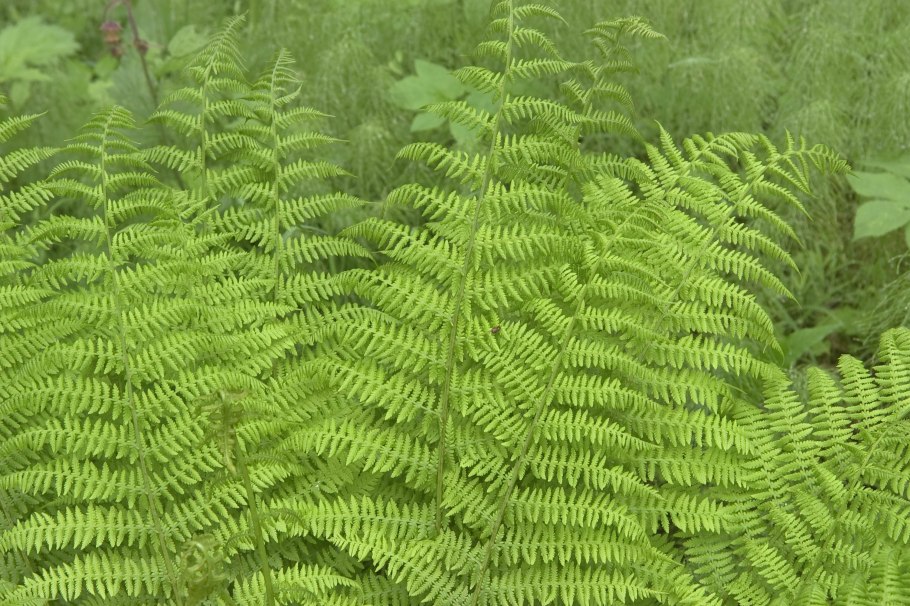 Папоротник Пеллея