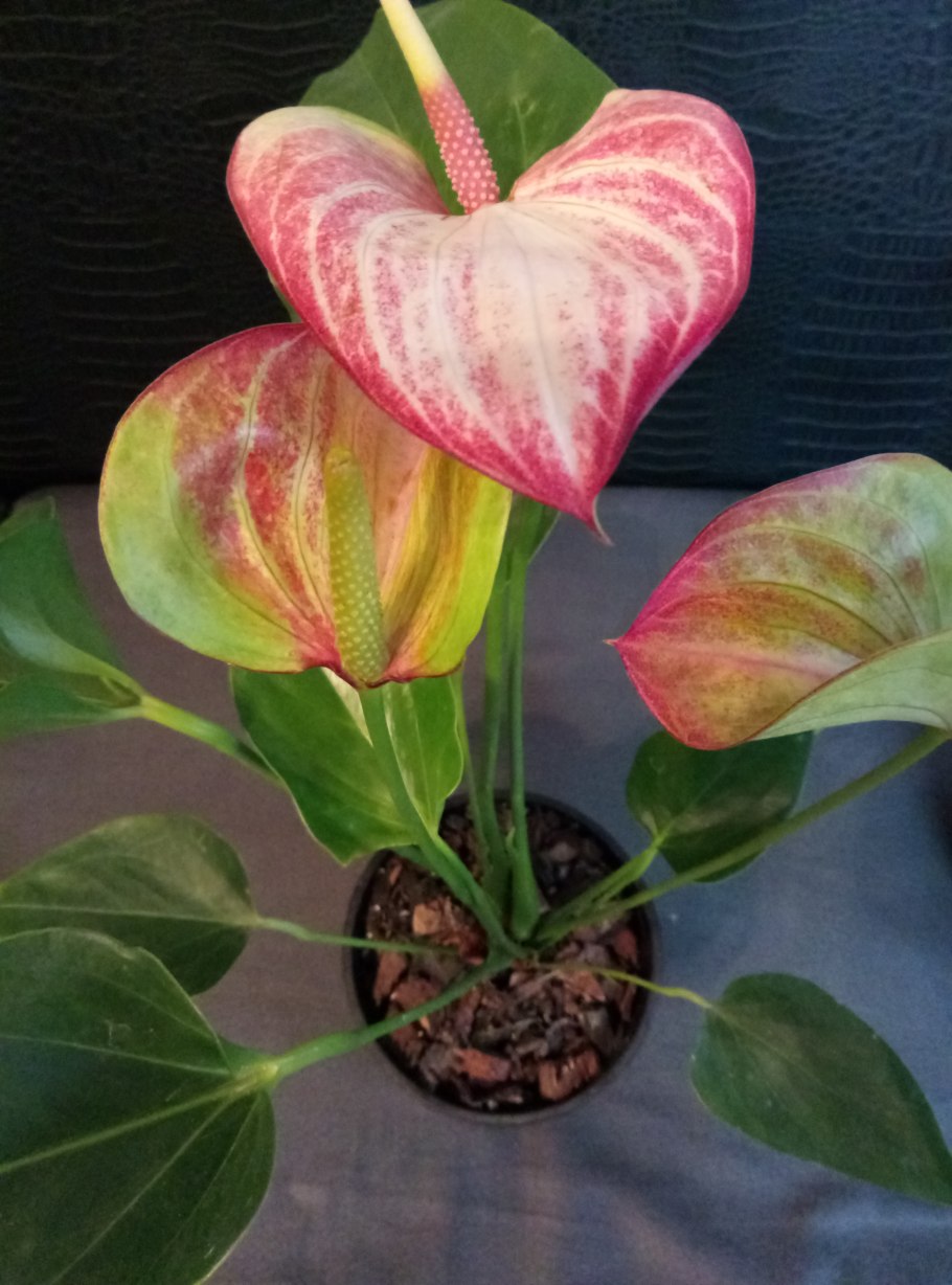 Антуриум Ливиум черенок