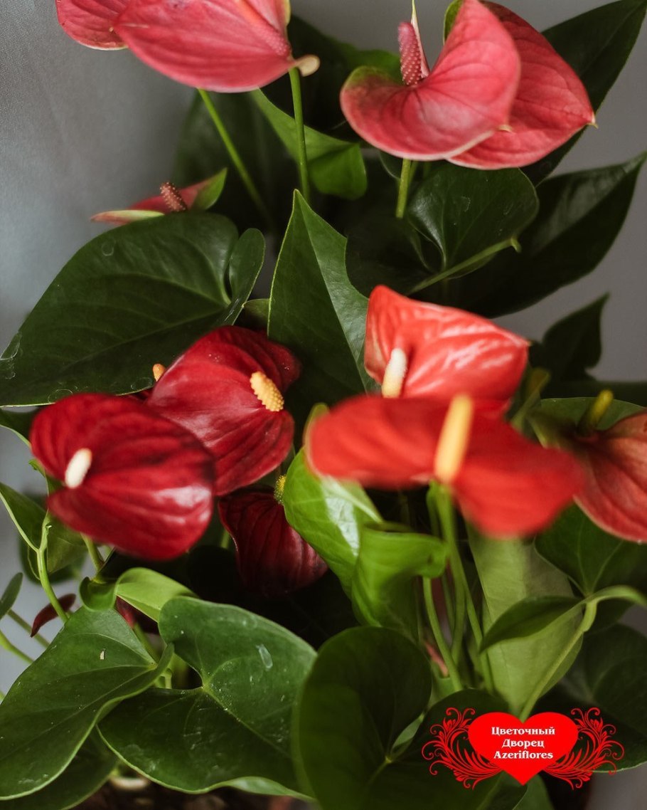 Антуриум Ливиум черенок