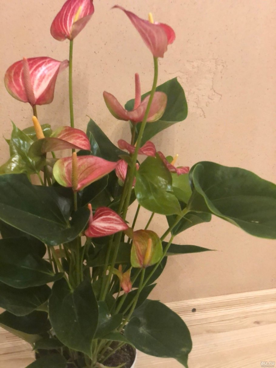 Антуриум андрианум чемпион