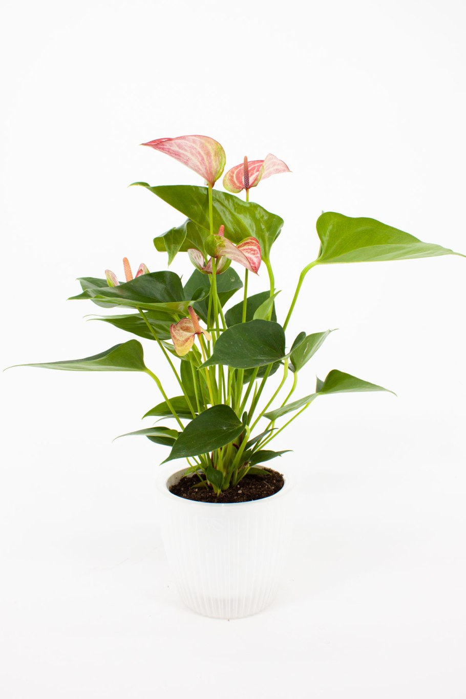 Антуриум ливиум ред