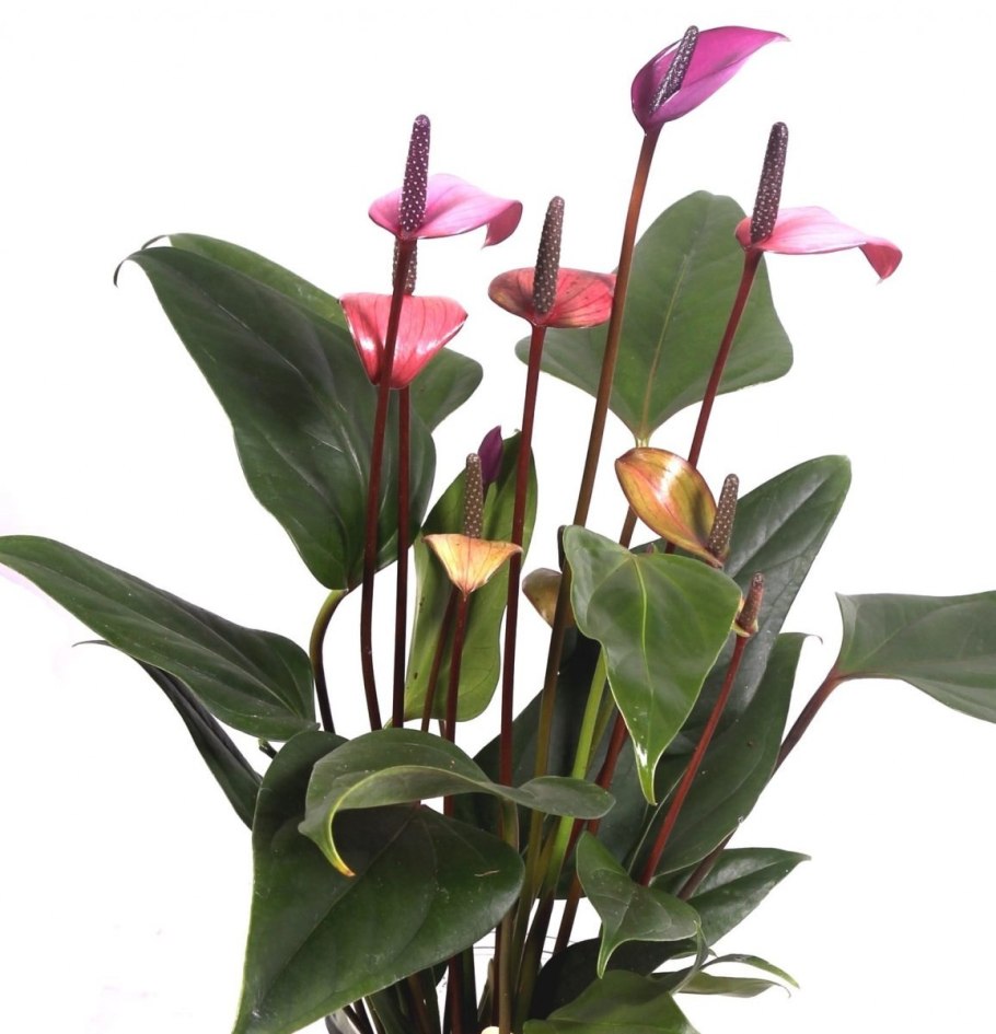 Антуриум Ливиум черенок