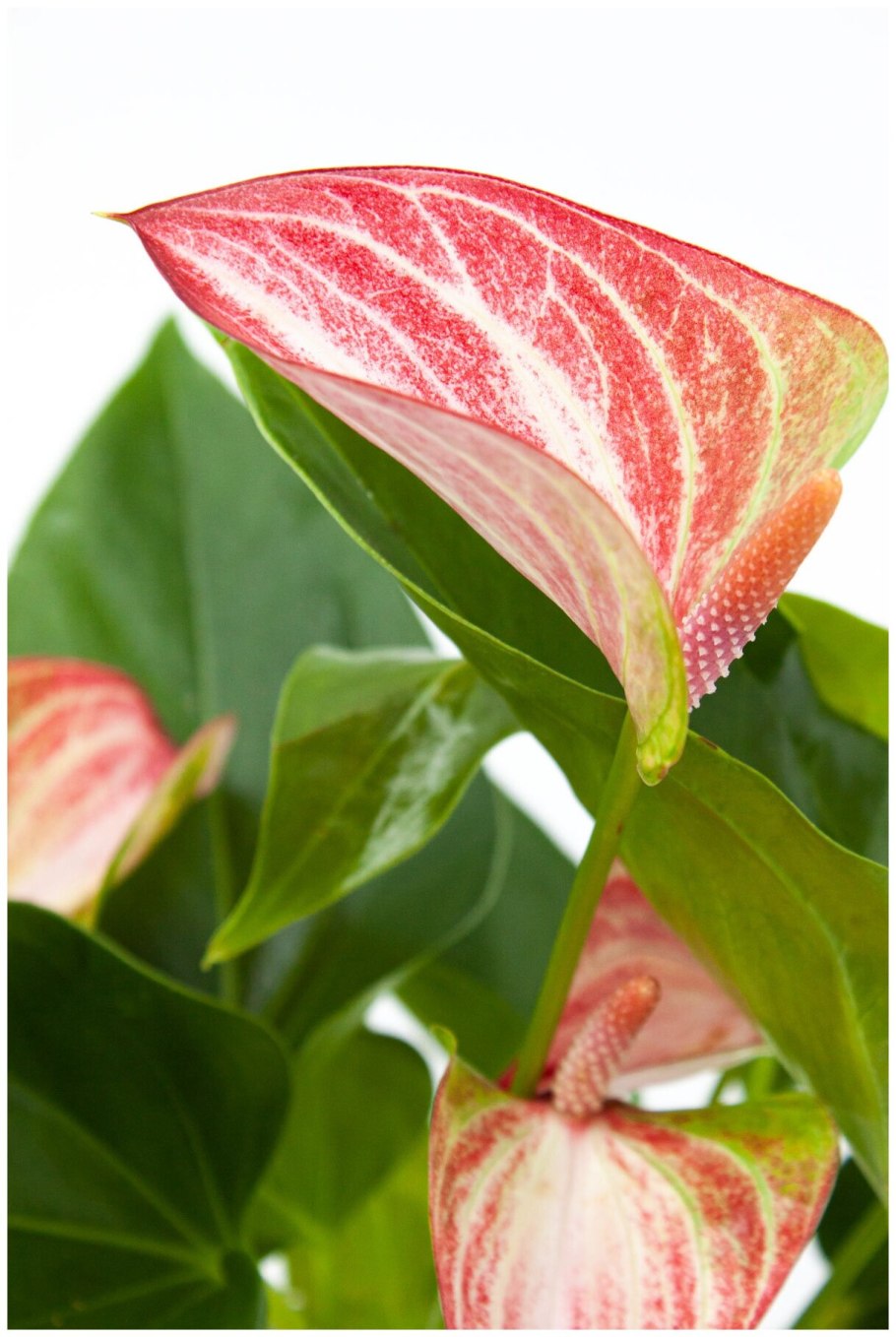 Антуриум Андрианум Ливиум