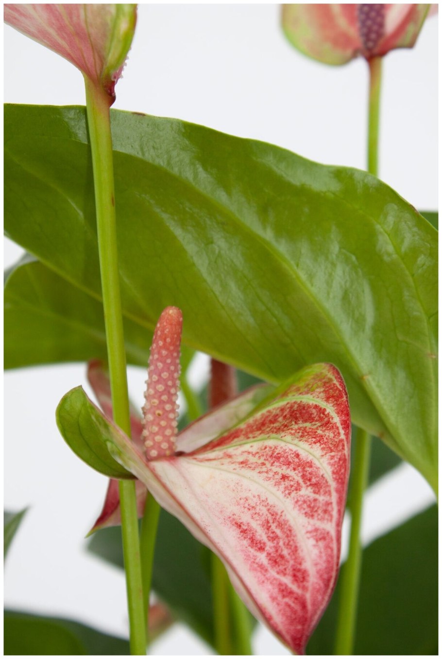 Выставки антуриумов в Магнитогорске