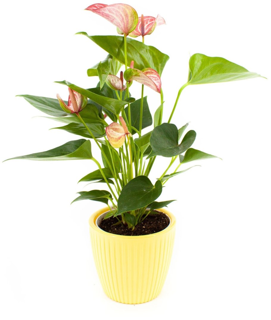 Антуриум Фламинго Браун