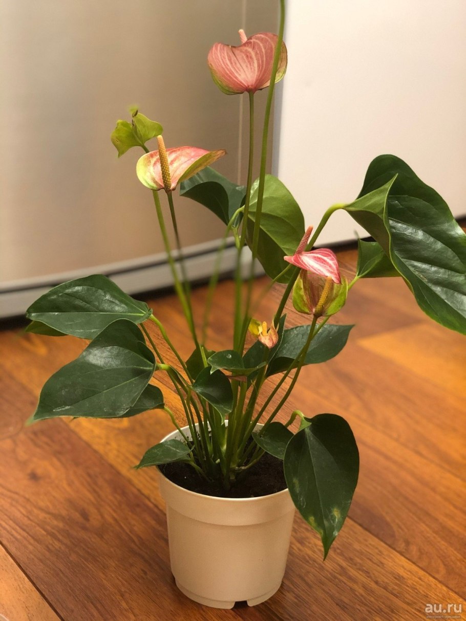 Антуриум Ливиум ред