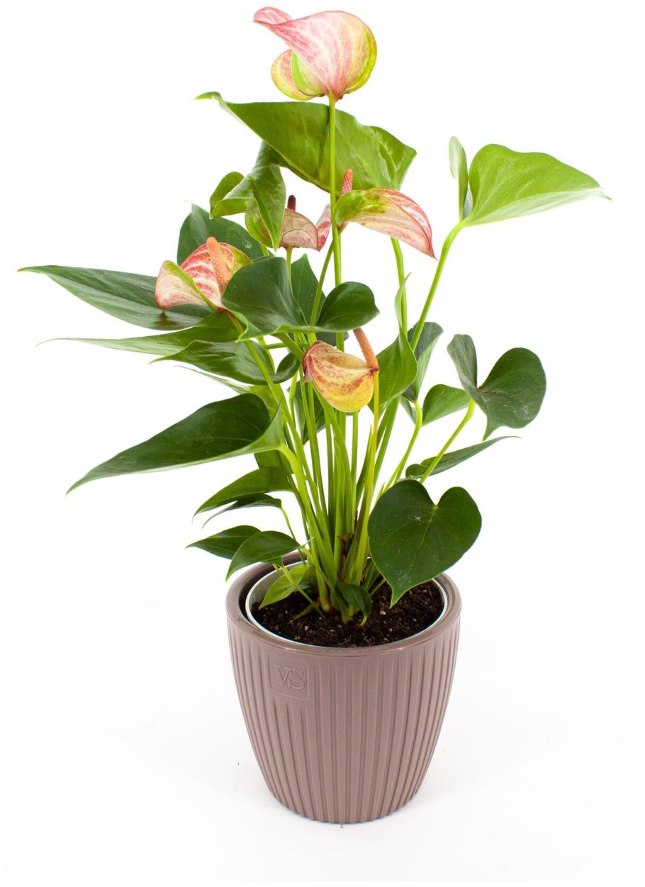 Антуриум Левиум