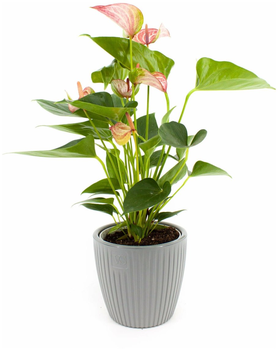 Антуриум Андрианум Ливиум d15