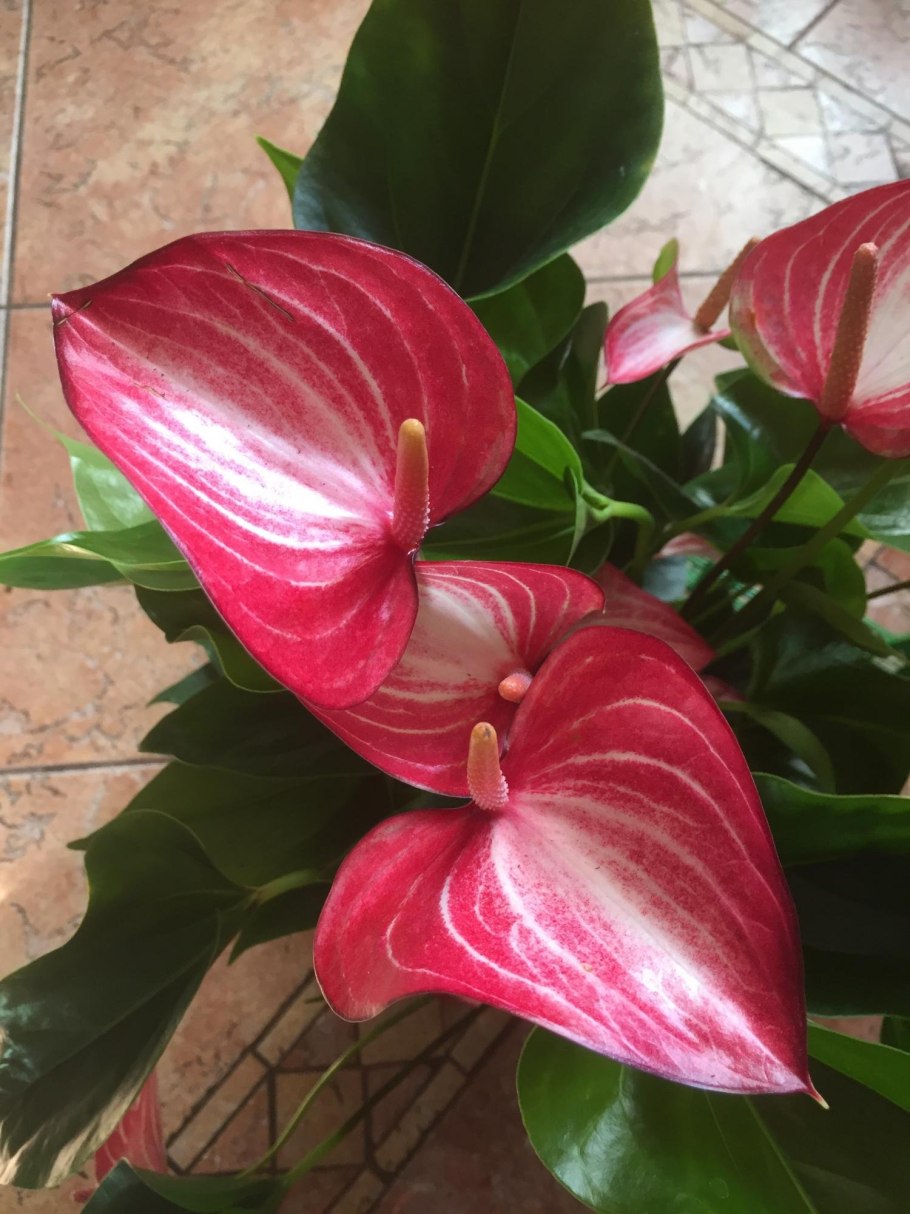 Антуриум принцесса Ливиум