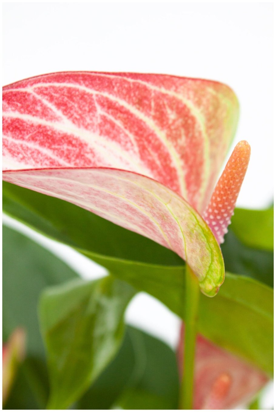 Антуриум сорт Мистик