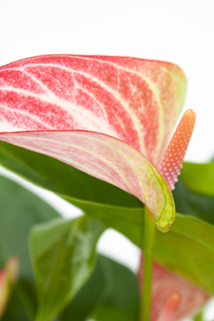 Антуриум андрианум ливиум