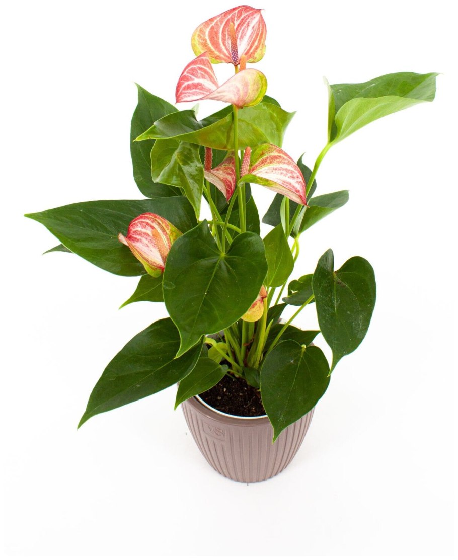 Антуриум Андре Ливиум