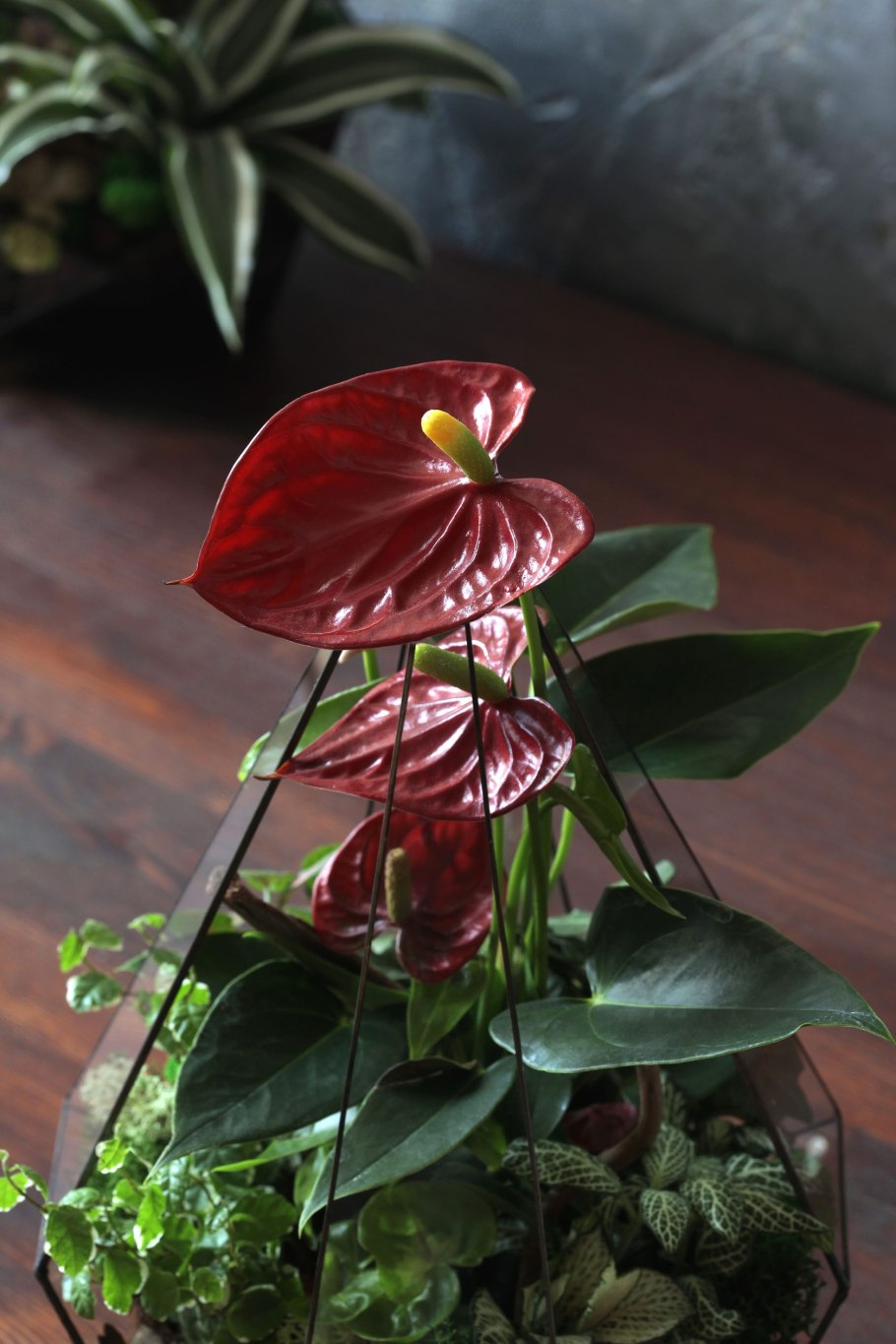 Антуриум Андрианум Джоли персиковый