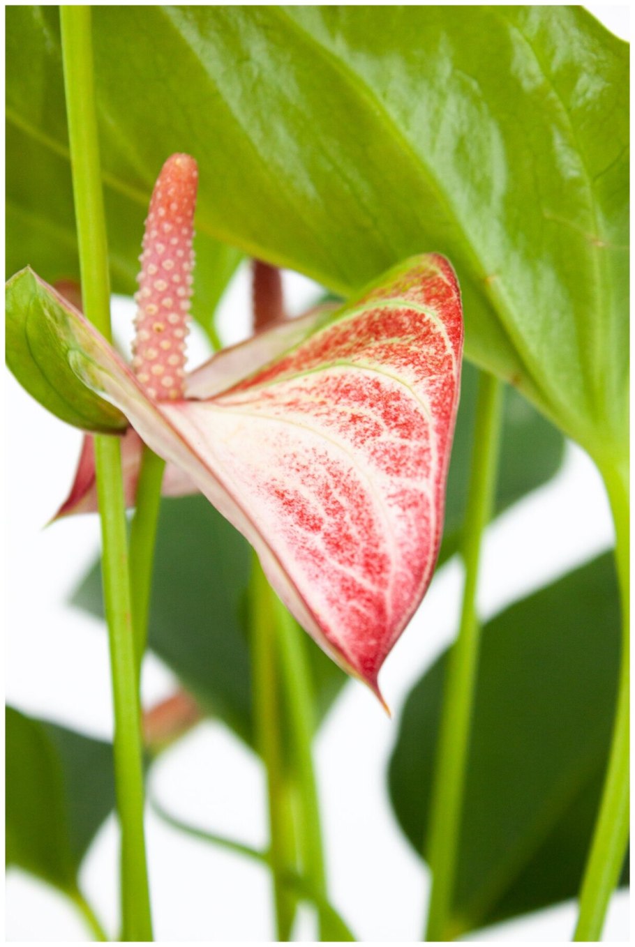 Антуриум Алексия Глориус