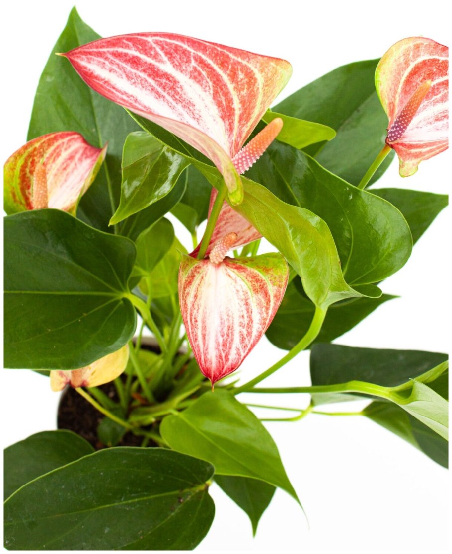 Антуриум Андрианум Ливиум d15