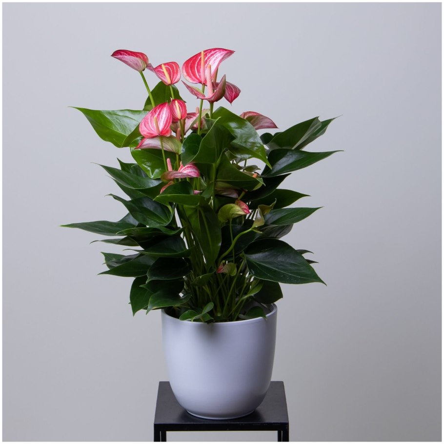 Антуриум Андрианум Ливиум d15