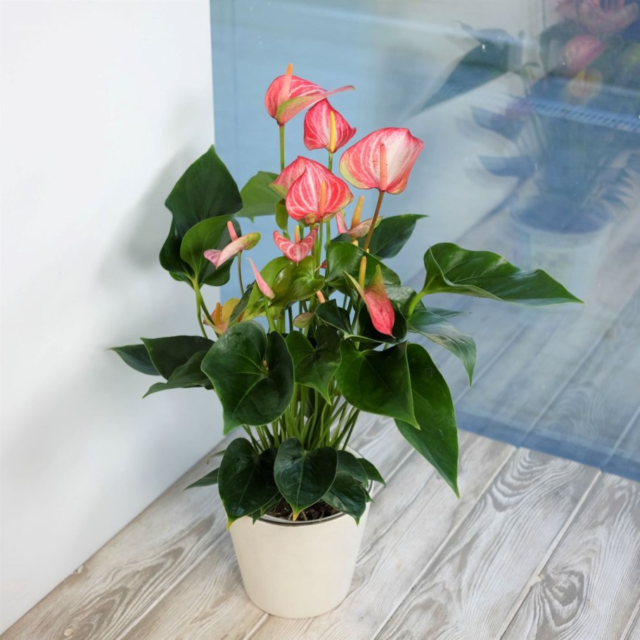 Антуриум Андре Ливиум