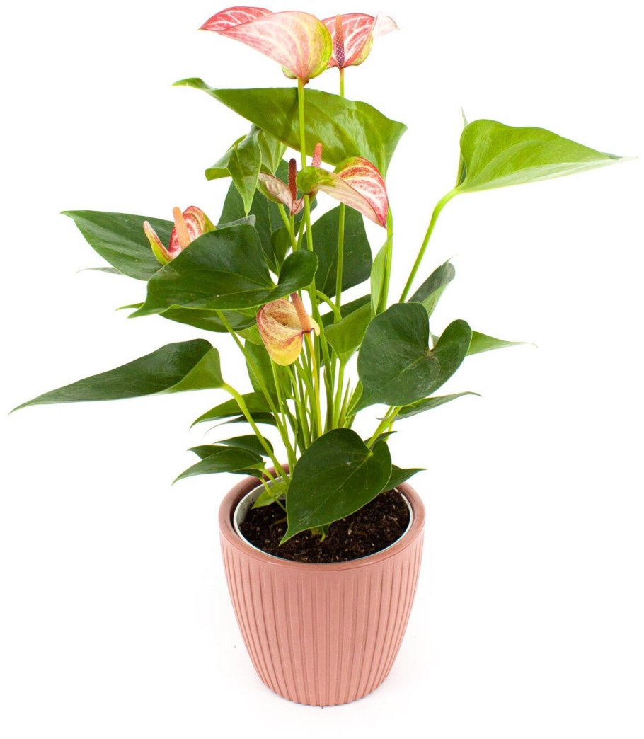 Антуриум андрианум