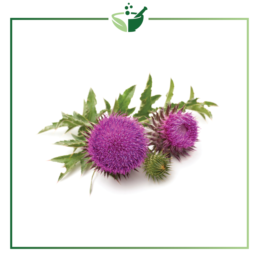 Шрот расторопши в капсулах