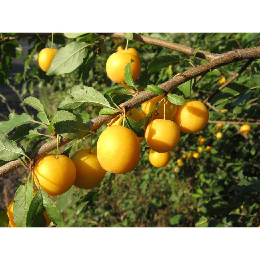 Слива Уральские зори