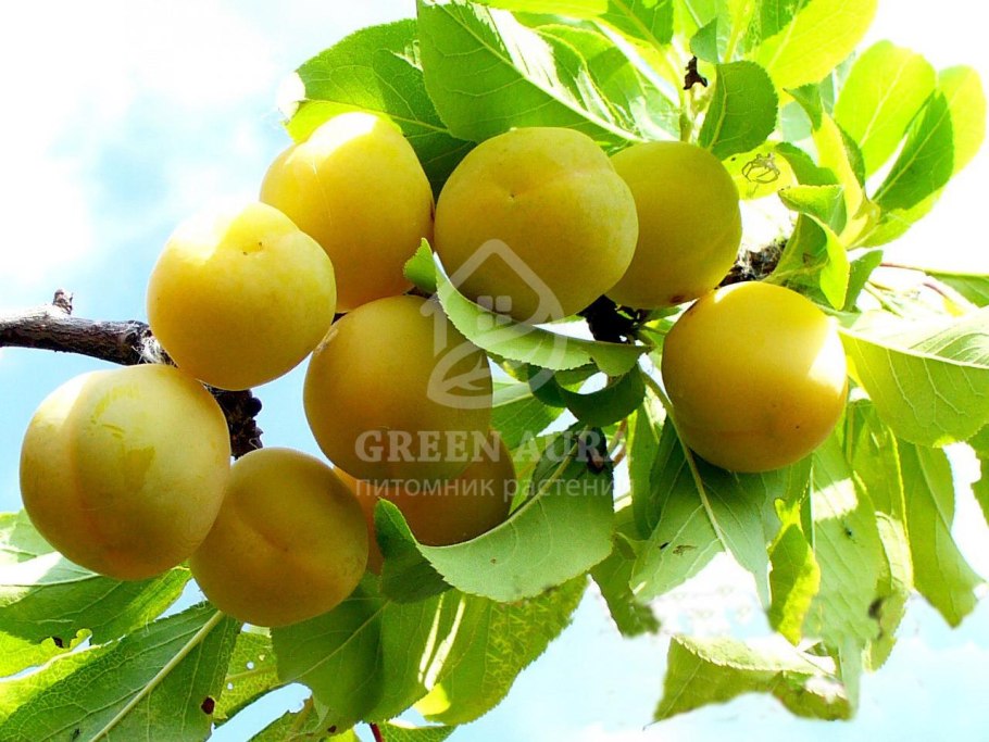 Слива Ракитянская