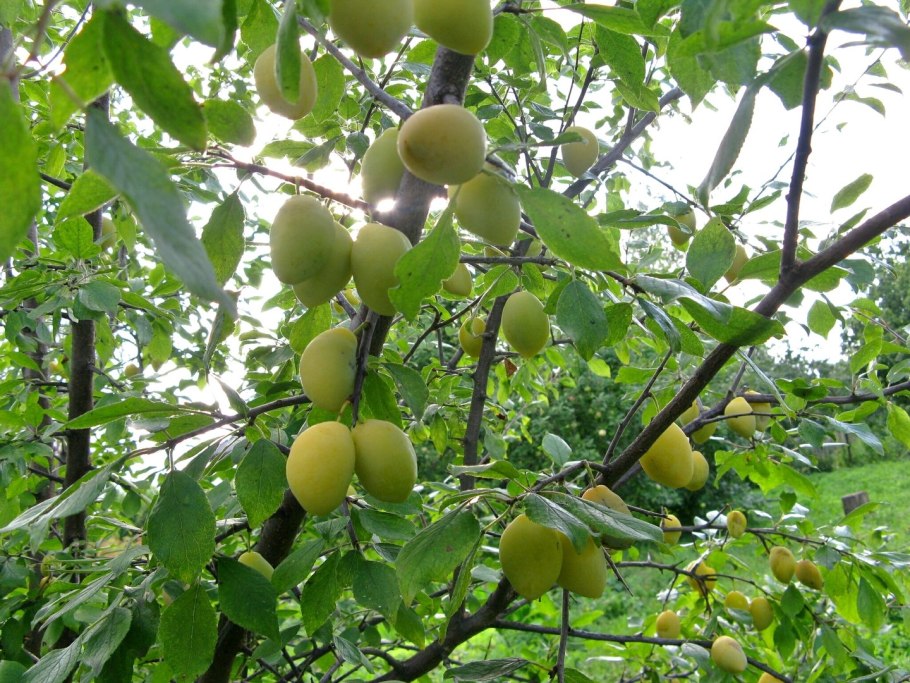 Слива Уссурийская Белоснежка среднеранняя