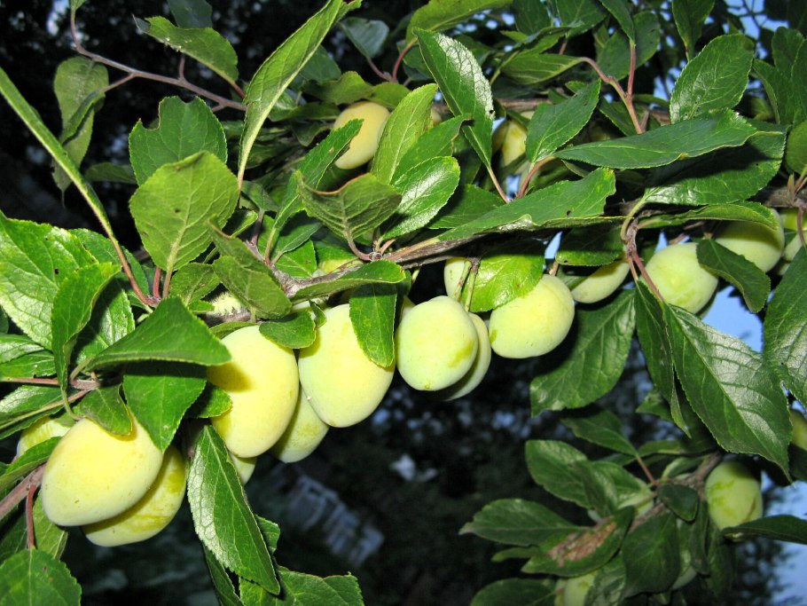 Слива Светлячок