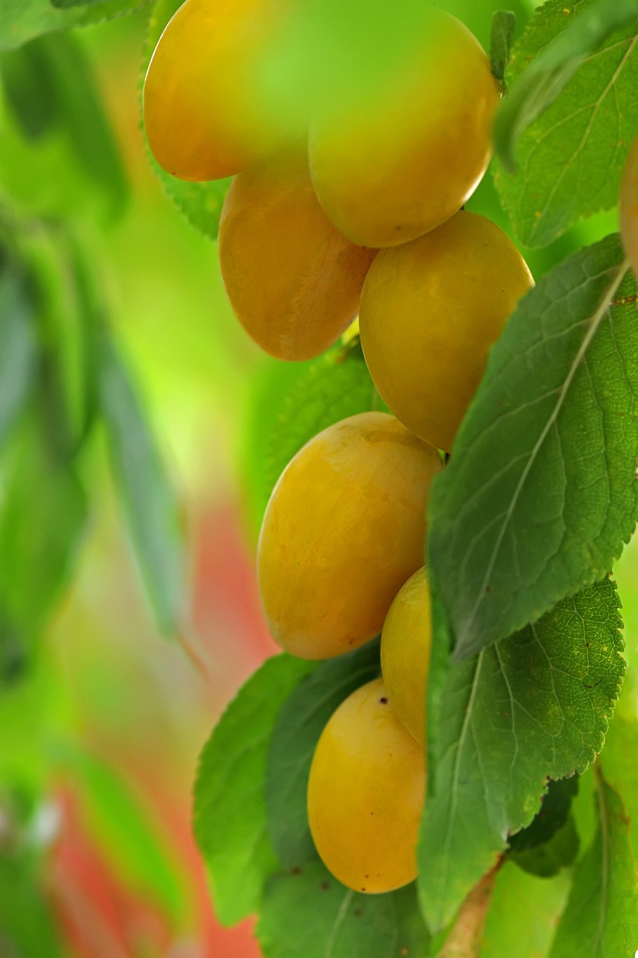 Алыча Лодва