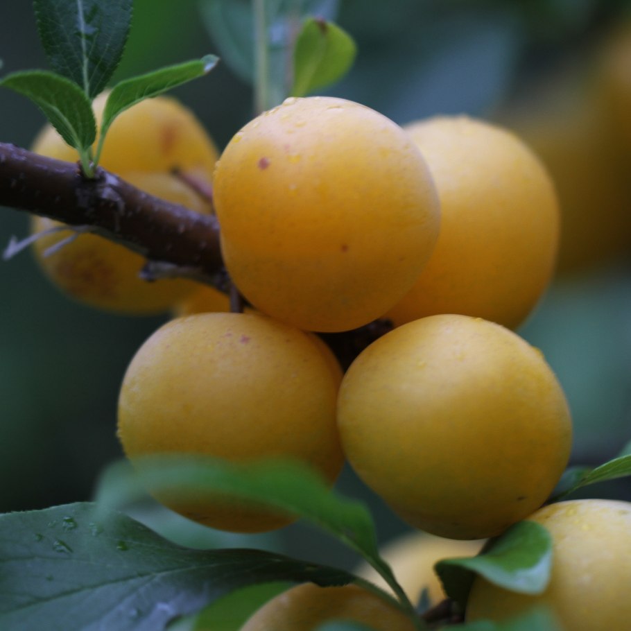 Слива китайская жёлтая Хопты