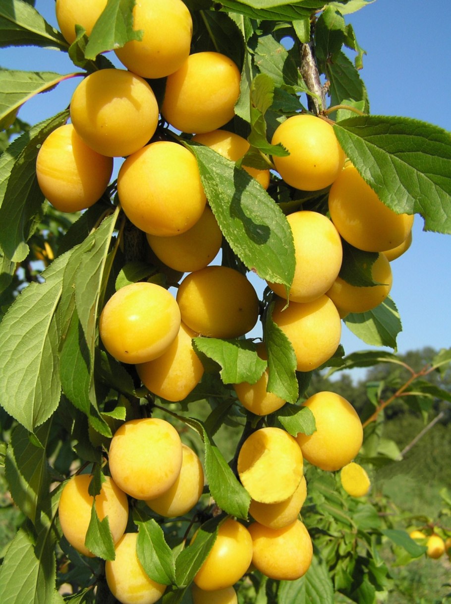 Слива Уссурийская желтая